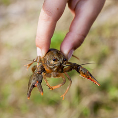 Crayfish in hand