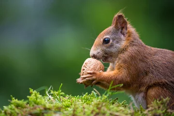 Schilderijen op glas eekhoorn eet een noot © jurra8