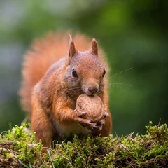 Foto op Plexiglas squirrel eats a nut © jurra8