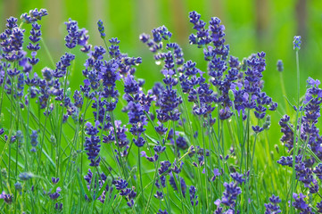 Lavendel