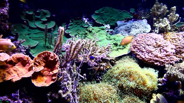 Coral and fish in aquarium