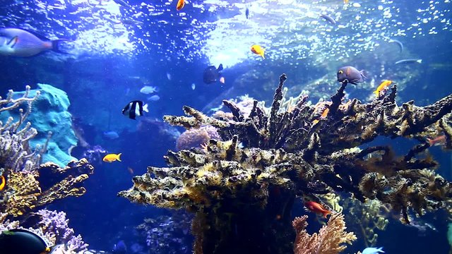 Coral and fish in aquarium