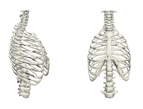 colonna vertebrale e cassa toracica