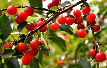 Bright red cherries on the branch