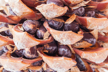 pine cone with pine nuts