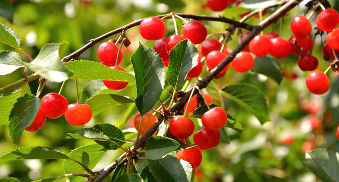 Bright red cherries on the branch