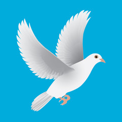 white dove isolated blue vector