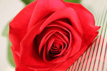 Red rose