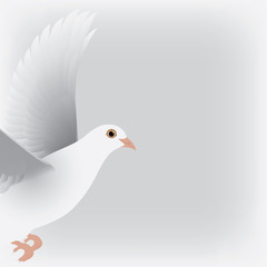white dove isolated vector