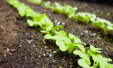 radishes growing in the garden