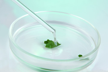 Chemical research in Petri dish on light green background