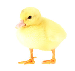 Cute duckling, isolated on white