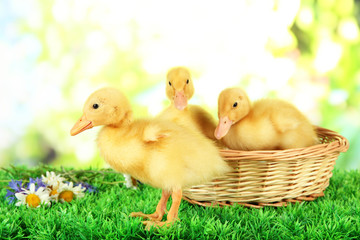 Cute ducklings in wicker basket,