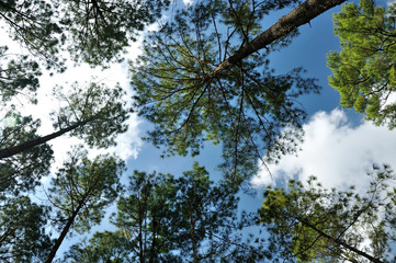 Pine forest on blue sky from ant’s eye view.