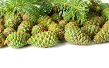 Green cones and fir tree isolated on white