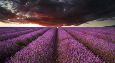 Stunning lavender field landscape Summer sunset under moody red