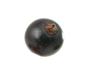 black currant