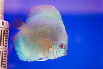 Symphysodon discus in an aquarium on a blue background