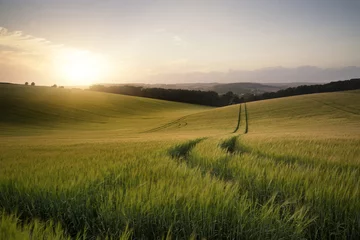 Wall murals Landscape Summer landscape image of wheat field at sunset with beautiful l
