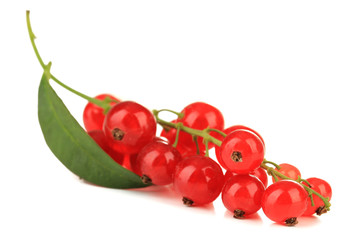 Branch of red currant isolated on white