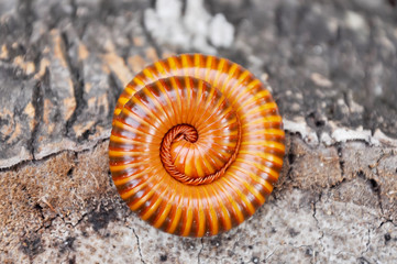 Millipede