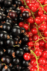 Black and red currant, close up