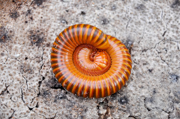 Millipede