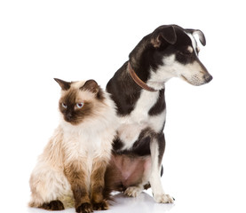 cat and puppy sitting in front. looking away. isolated on white