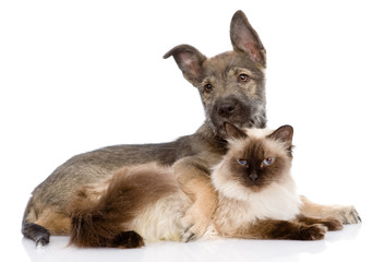 Obraz premium puppy and siamese cat together. isolated on white background