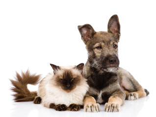 cat and puppy together. looking away. isolated on white 