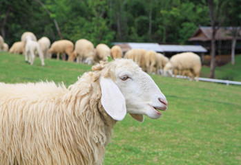 Fototapeta premium Sheep on green field