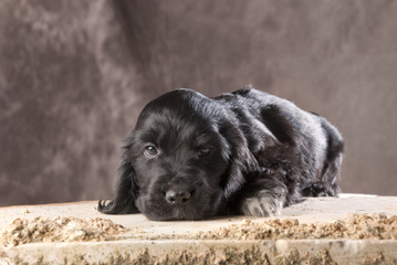 Cagnolino © Lionello Rovati