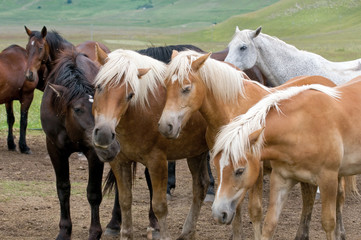 Cavalli in libertà - Free horses