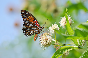 Gulf Fritillary butterfly (Agraulis vanillae) on buttonbush