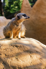 Meerkat looking at the distance