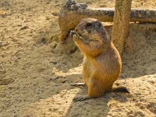 Prairie dog eating something