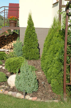 Tuje Bilder Durchsuchen 122 Archivfotos, und Videos