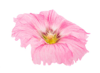 pink mallow flower