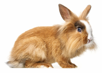 little brown pet rabbit - white background