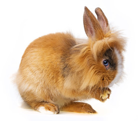 Fototapeta premium cute little brown rabbit - white background