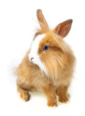 cute little brown rabbit on white background