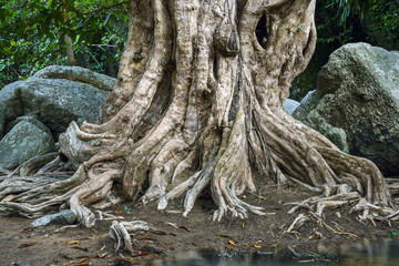 Large tree roots and Largest stones in tropical forest