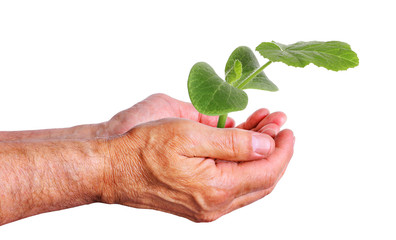 Hand holding a young cucumber sapling, caring for plants