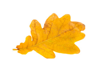 Fototapeta na wymiar yellow leaves