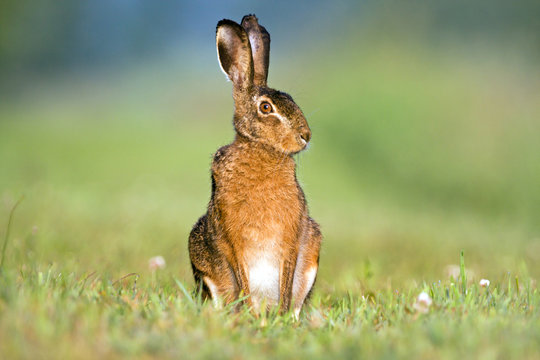 Alert Hare sitting in grass