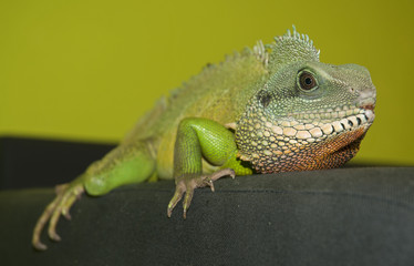 Obraz premium Chinese water dragon