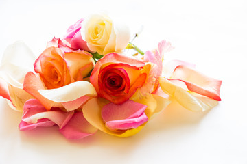Rose Petals