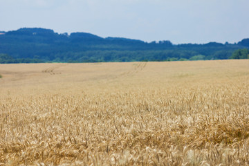Wheat with blue cloudy sky