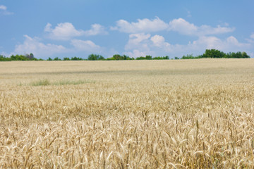 Wheat with blue cloudy sky