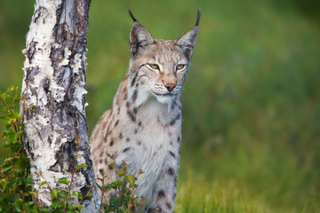 Naklejka premium Proud lynx standing by a tree